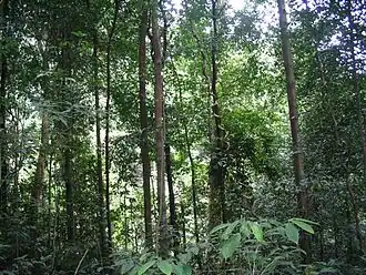 Bukit Timah Nature Reserve