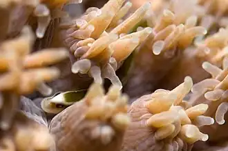 Bulbonaricus davaoensis