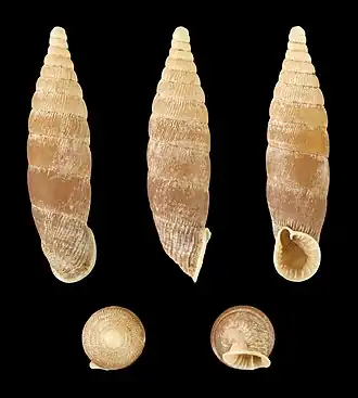 Bulgarica denticulata