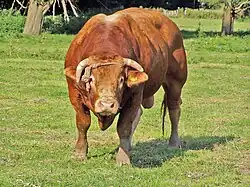 Stier, Oostvaardersplassen
