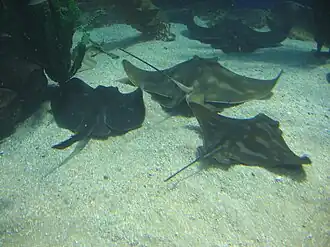 Myliobatis australis