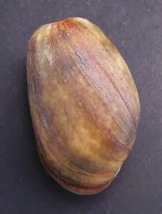 Bulla quoyii