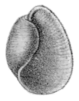 Bullacta exarata