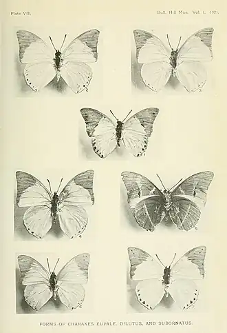 Charaxes dilutus