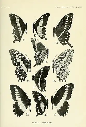 Papilio grosesmithi