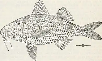 Parupeneus orientalis