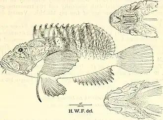 Minous quincarinatus