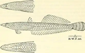 Matsubaraea fusiforme