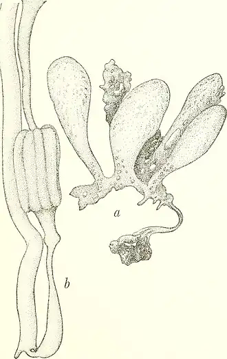 Ritterella aequalisiphonis