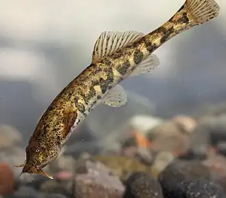 Bullockia maldonadoi