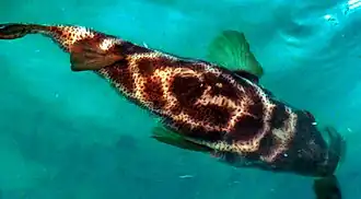 Sphoeroides annulatus