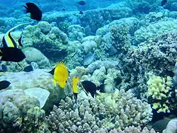 Bunaken National Marine Park, Manado, Indonesia.