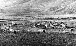 foto uit 1938 van een tiental vogels