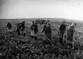 Oogst van suikerbieten in Saksen-Anhalt, 1948