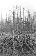 Dode bomen op de zuidhelling van de Fichtelberg, 1989