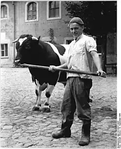 Boer met fokstier in 1958