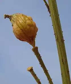 Wrattig hauwtje van grote hardvrucht