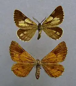 Boven een mannetje, onder een vrouwtje