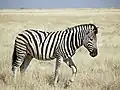 Steppezebra
