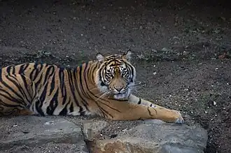 Sumatraanse tijger in Burgers' Rimba