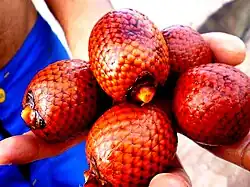 Mauritia flexuosa vrucht