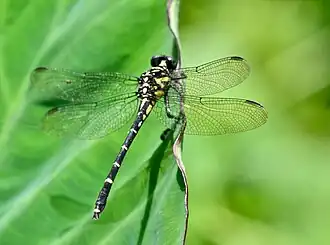 Burmagomphus cauvericus