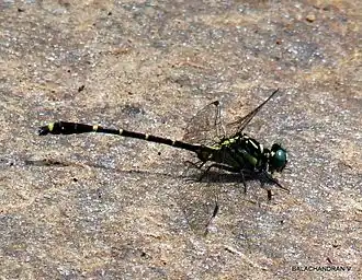 Burmagomphus laidlawi