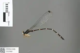 Burmargiolestes laidlawi