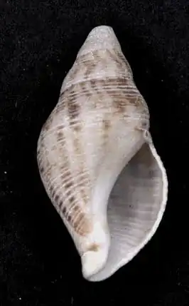 Burnupena catarrhacta
