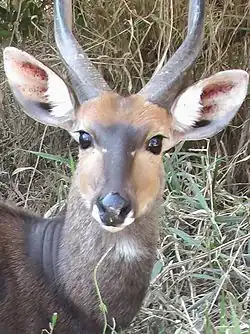 Close-up van een bosbok in Nationaal park Kruger, Zuid-Afrika