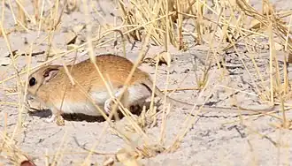 Gerbilliscus leucogaster