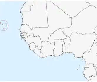 Kaapverdische buizerd