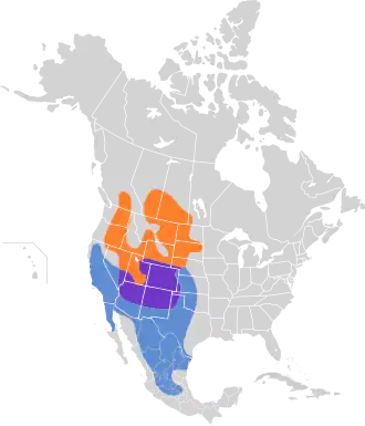 Rosse ruigpootbuizerd
