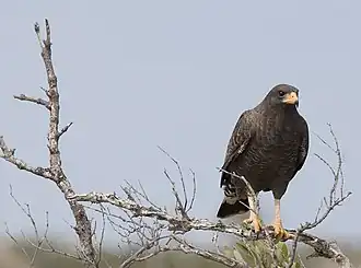 Cubaanse zwarte buizerd