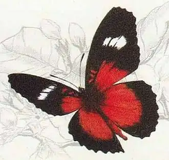 Cethosia luzonica