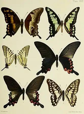 Papilio syfanius
