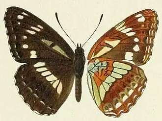 Limenitis homeyeri