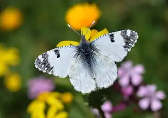 Oostelijk marmerwitje