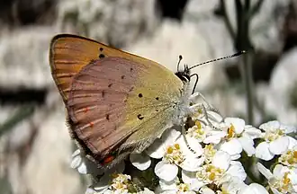Lycaena nivalis
