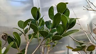 Buxus hildebrandtii