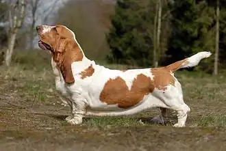 Basset hound, rood-wit/bruin-wit.