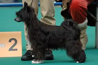 Behaarde variant van de Chinese naakthond, de Powderpuff.