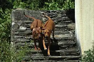 Pronkrug reu en teef met zicht op de karakteristieke "pronk" of "ridge".