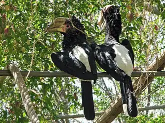 Zilveroorneushoornvogel