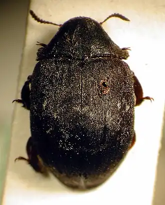 Byrrhus arietinus