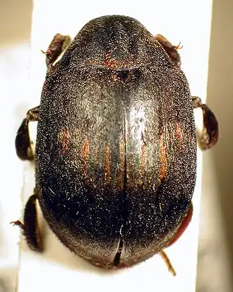 Gegordelde pillenkever