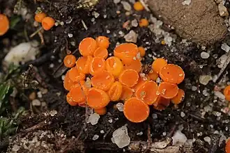 Klein oranje zandschijfje