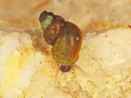 Bythinella pannonica