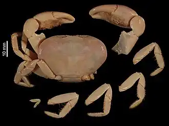 Bythograea galapagensis