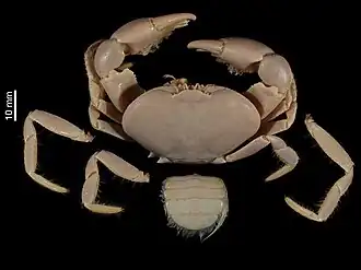 Bythograea thermydron